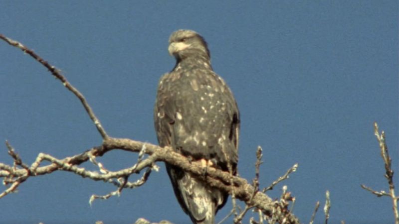 El hombre y la tierra (Serie canadiense) - Operaci�n Rescate - ver ahora