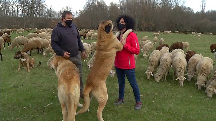 Comando Actualidad - ''Pastar con lobos'' como seña de identidad