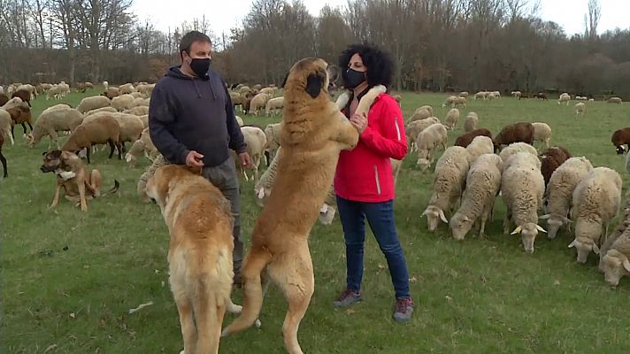 ''Pastar con lobos'' como seña de identidad