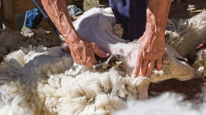 La misión de este año: pelar la lana de un millón de ovejas
