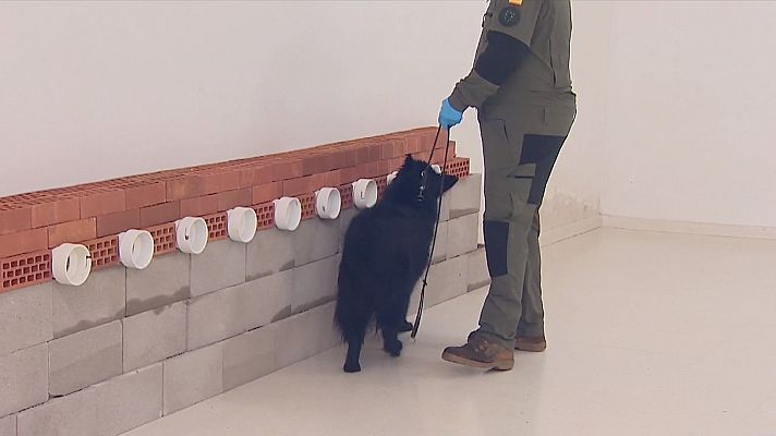 El adiestramiento de perros para detectar la COVID-19