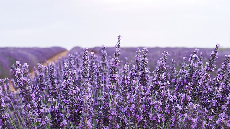 Aquí la Tierra - Plantas arómaticas y su singular olor