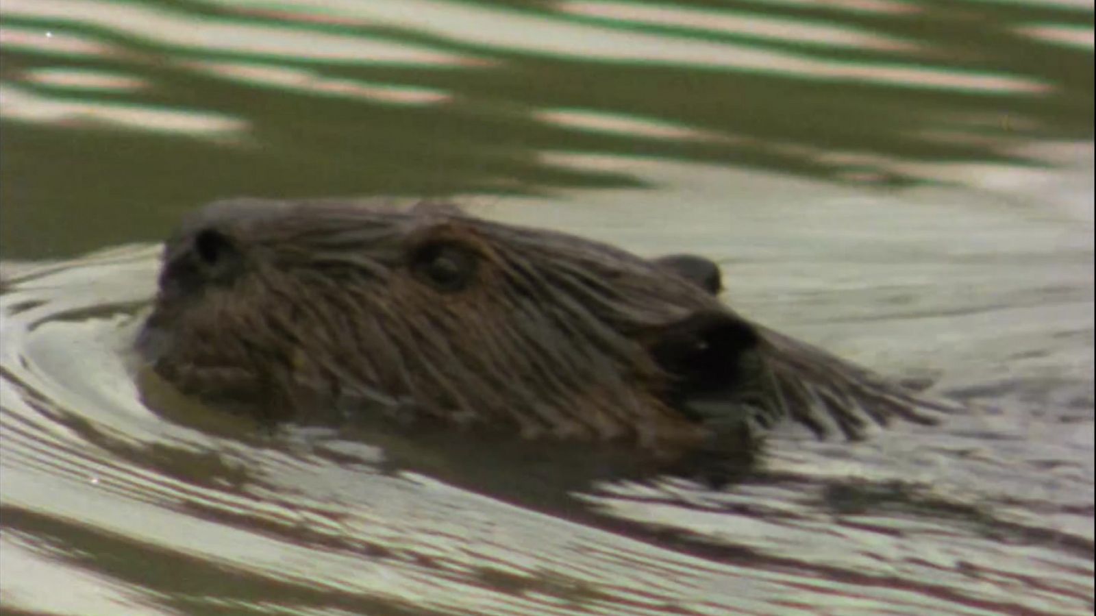 El hombre y la Tierra (Serie canadiense) - El lago de los castores - Documental en RTVE