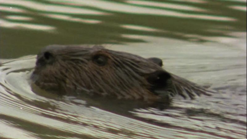 El hombre y la Tierra (Serie canadiense) - El lago de los castores - ver ahora