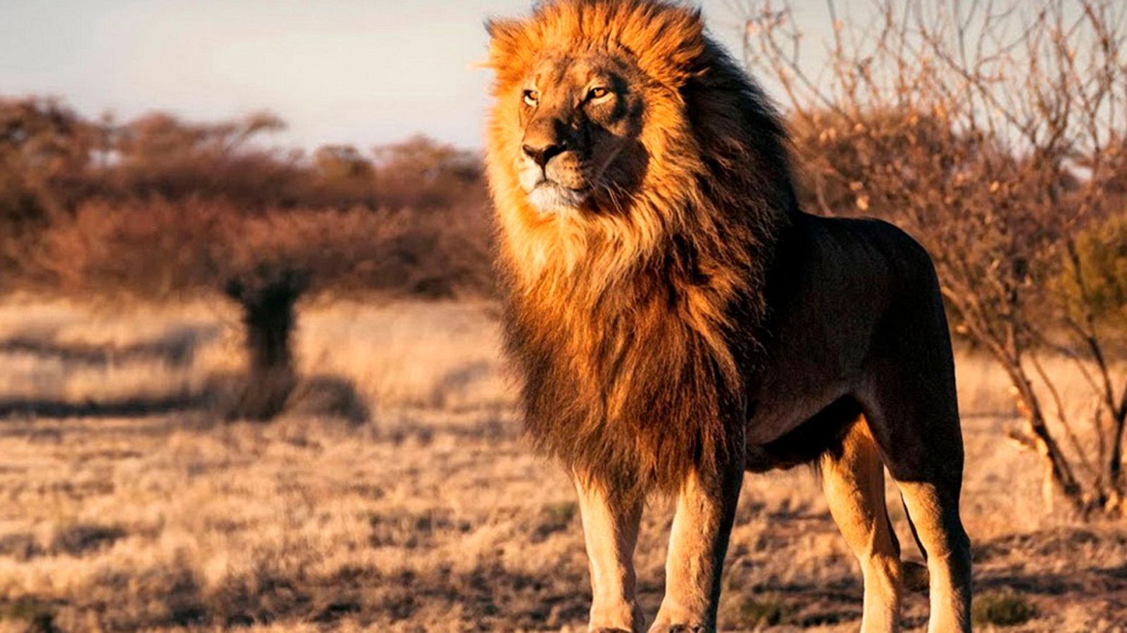 Supervivientes de la naturaleza - Atracción animal - ver ahora
