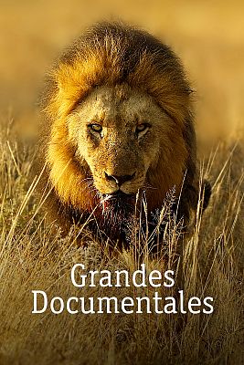 Supervivientes de la naturaleza - Atracción animal