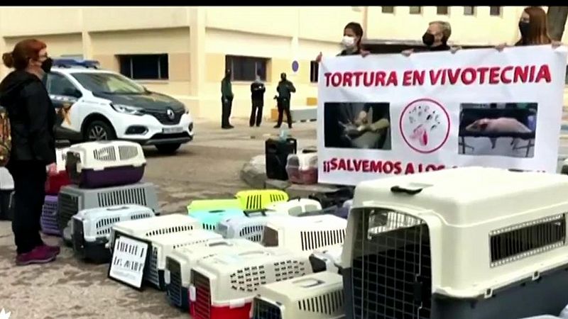 La Comunidad de Madrid suspende la actividad investigadora de Vivotecnia por presunto maltrato animal
