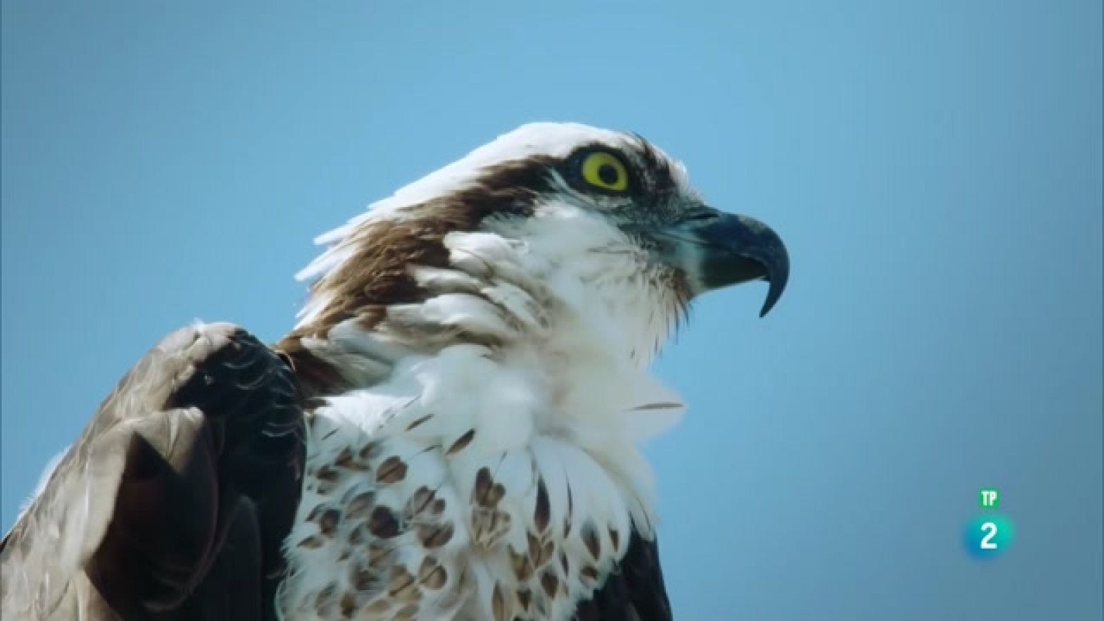 Grans Documentals - Planeta selva - Els aiguamolls eterns. Florida
