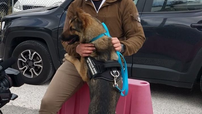 Informativo 24h - Un grupo de perros es adiestrado en Italia para detectar el coronavirus