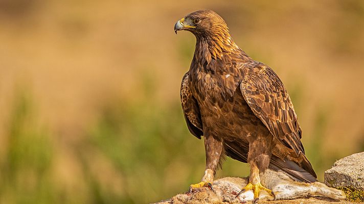 Somos Documentales - Nipalensis, cuando la naturaleza se equivoca