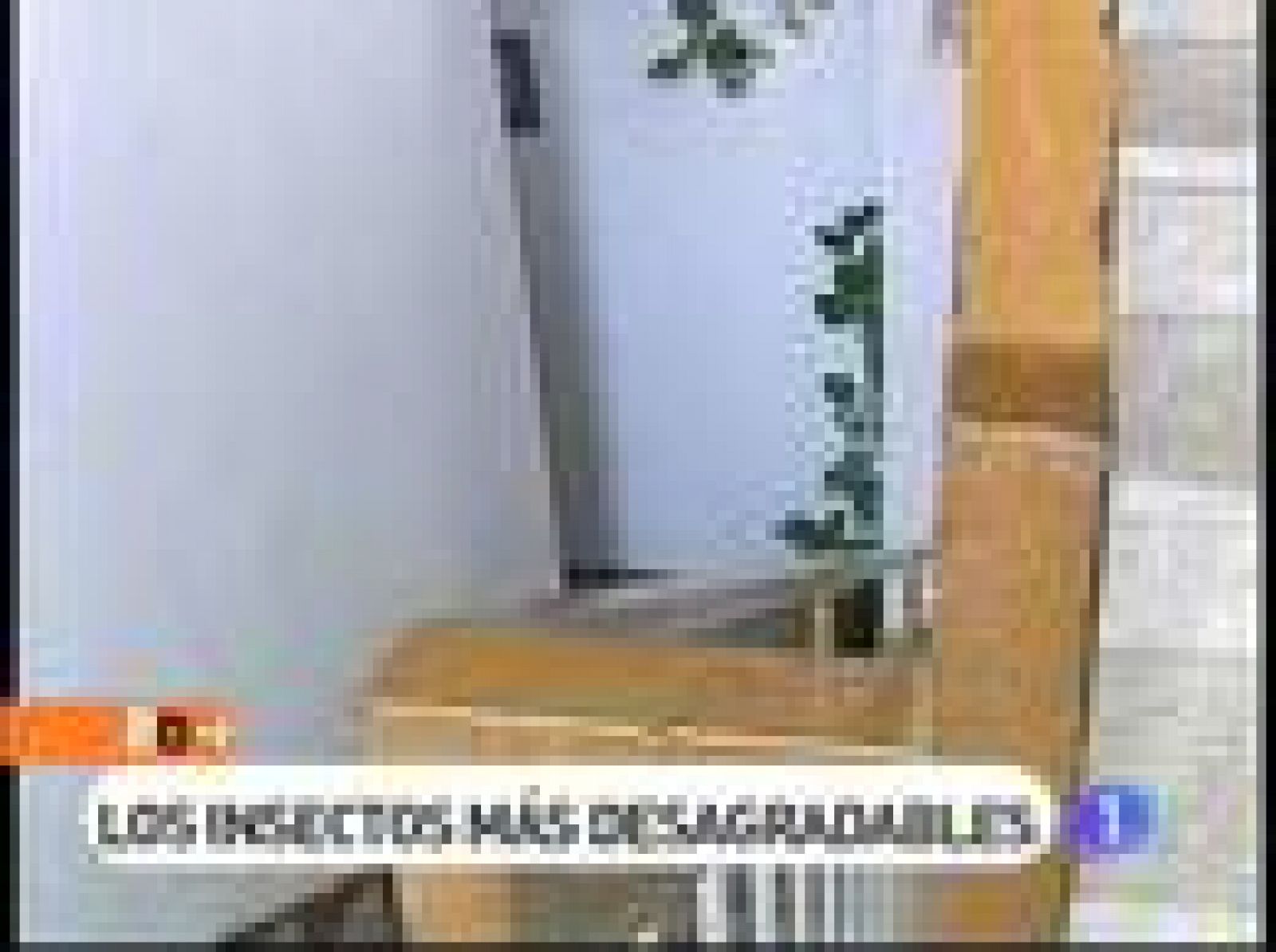España Directo: Infestados de cucarachas | RTVE Play