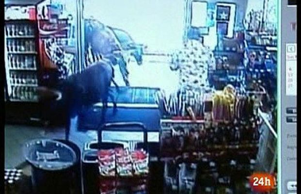  - Bueyes en una tienda de Washington