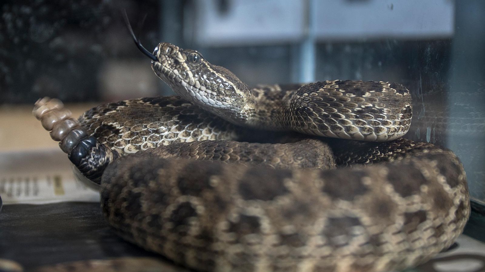 Somos Documentales - Medicina silvestre. Superpoderes de los animales - ver ahora