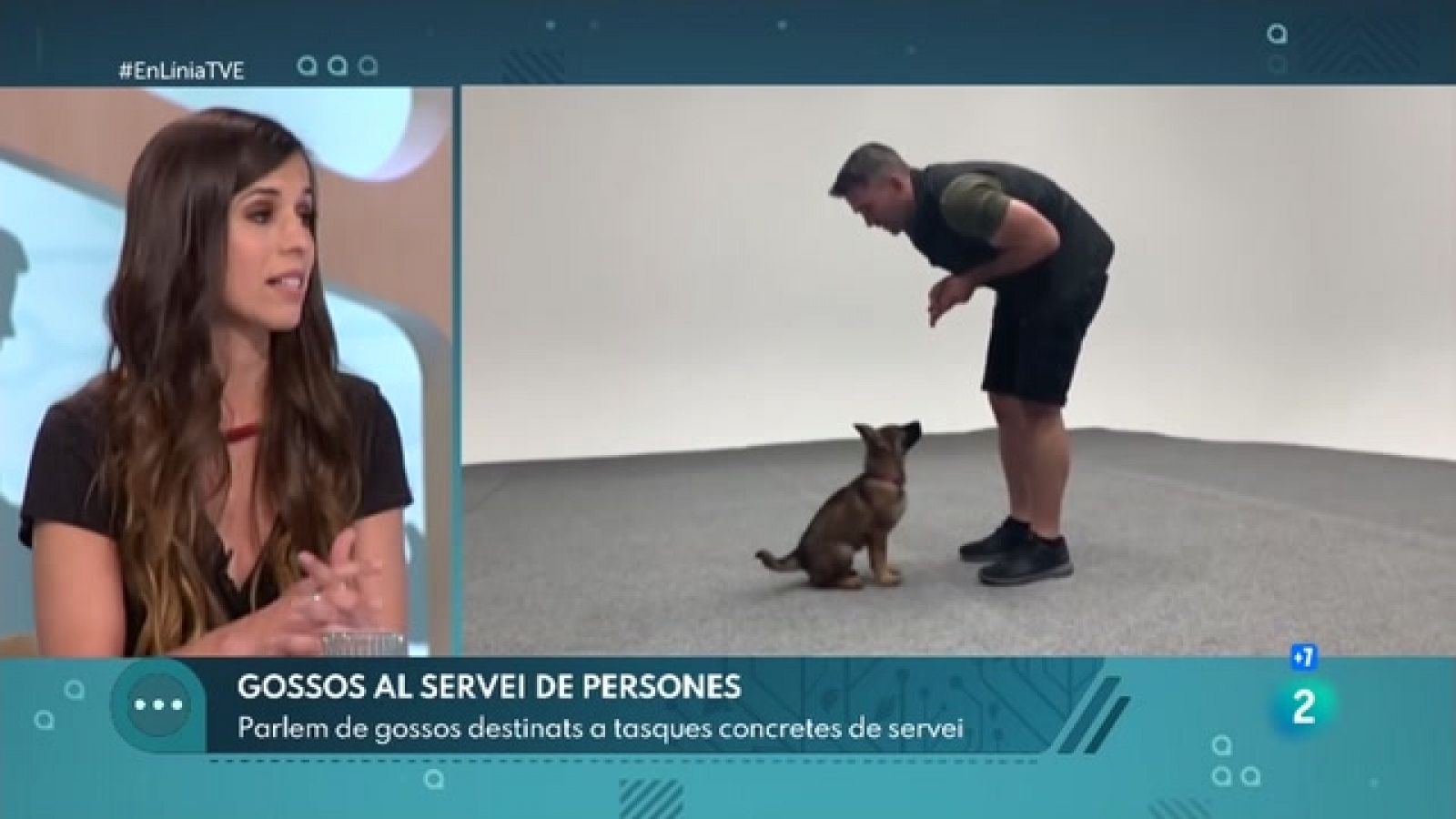 Els gossos d'assistència i detecció | En Línia - RTVE Catalunya