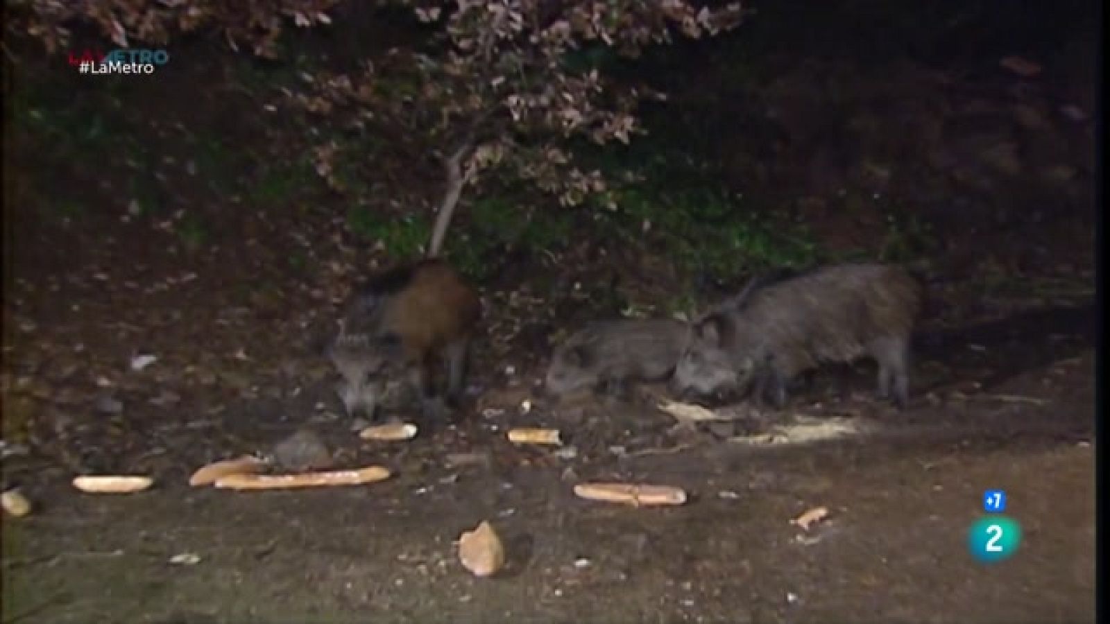 Parlem de la necessitat de controlar el nombre de senglars al Parc de Collserola i del polèmic pla urbanístic de Cal Candi a Olesa de Montserrat