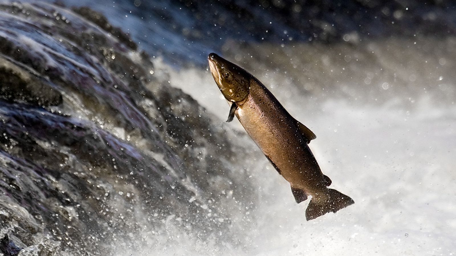 El salmón del río Sella: pesa 8 kilos y vale 3000 euros