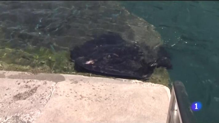 Telecanarias - Josefina, la manta raya más mansa de La Gomera