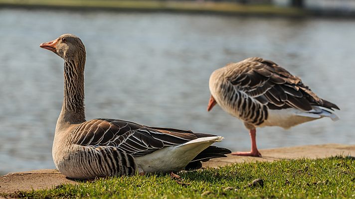 Aquí la Tierra - Érase una vez una granja en donde vivían emús y ocas