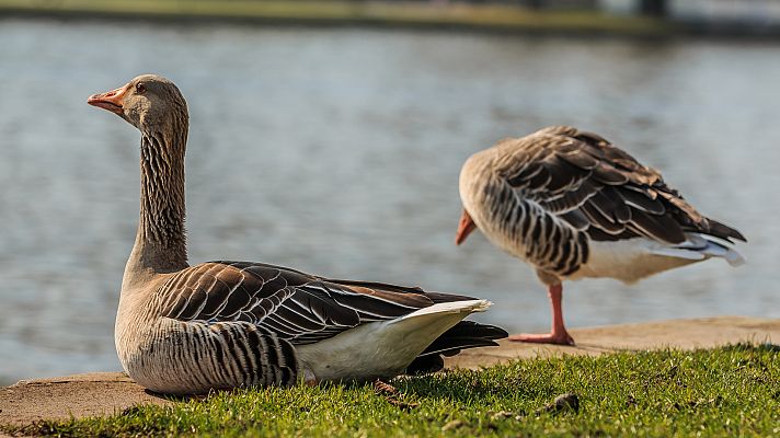Aquí la Tierra - Érase una vez una granja en donde vivían emús y ocas