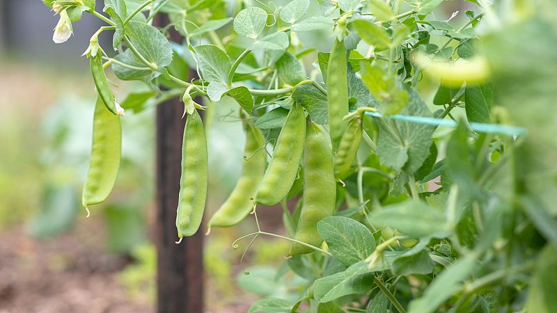 Aqu la Tierra - Conoces el cultivo del tirabeque?