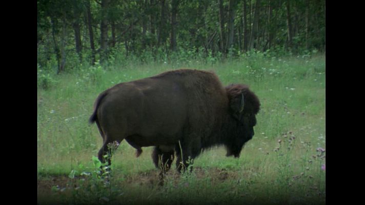 Gran fauna canadiense I