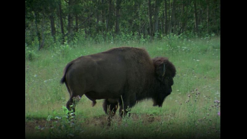 El hombre y la tierra (Serie canadiense) - Gran fauna canadiense I - ver ahora