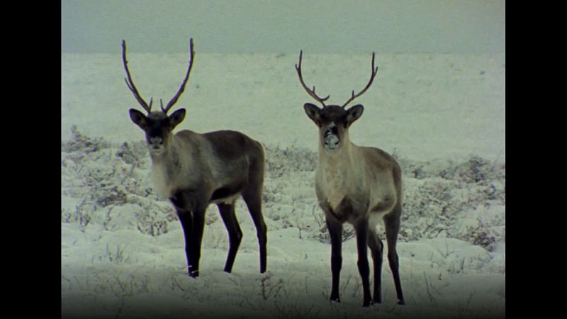 El hombre y la tierra (Serie canadiense) - Invierno en Canad� - ver ahora