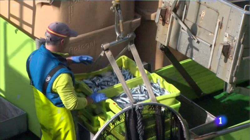 El tamaño del bocarte que se estaba pescando es demasiado pequeño para elaborar anchoas