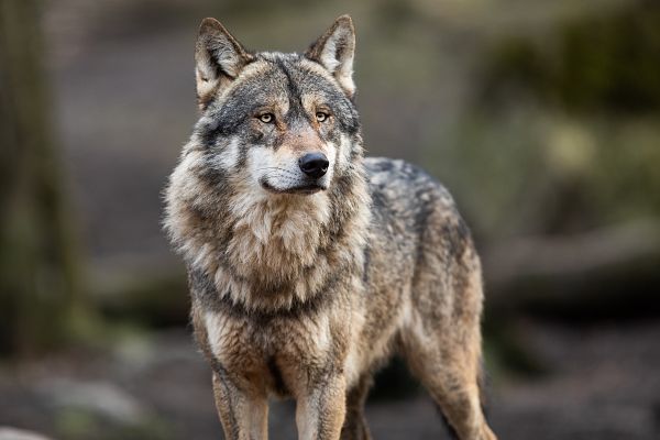 Noticias de Castilla y León - Espinosa de los Monteros denuncia ataques de lobo al ganado dentro del pueblo