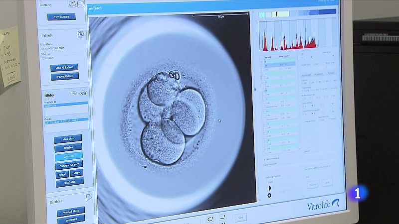 Científicos logran incorporar células humanas en embriones de mono - Ver ahora