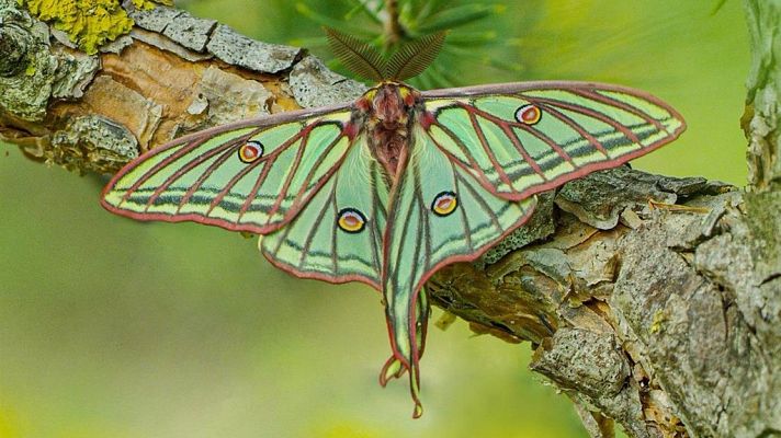 Días de cine - 'Natura Bizia'
