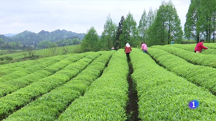 Telediario 1 - Viaje a las plantaciones de té de la región china de Guizhou