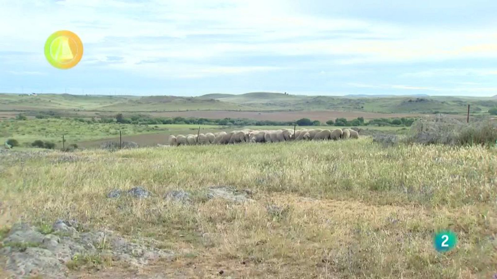 Laboratorio de ideas, Merinos lana