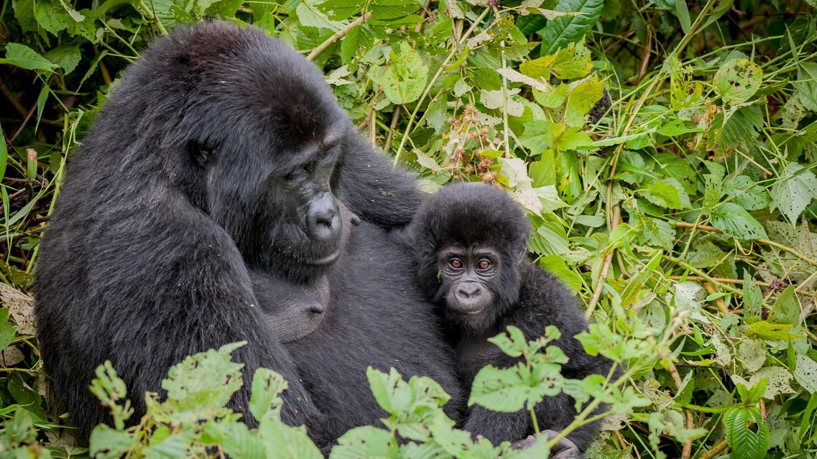 Nacido explorador - Uganda, el gorila de la montaña - ver ahora