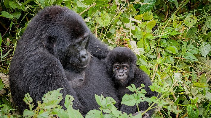 Nacido explorador - Uganda, el gorila de la montaña