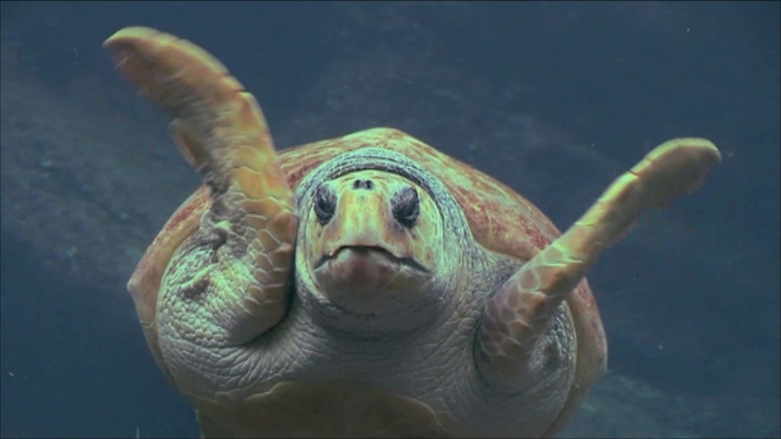 Nacido explorador - Sudáfrica, tortugas y tsongas - ver ahora