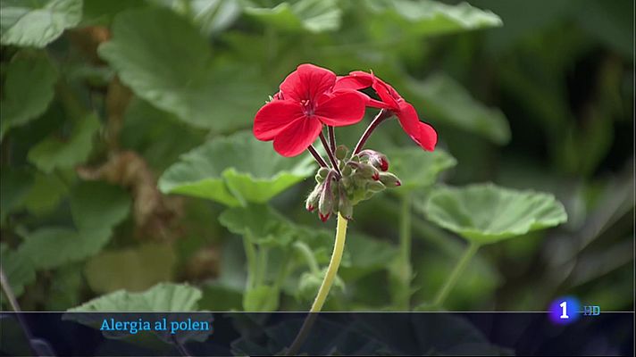 Extremadura, la mayor concentración de polen esta primavera