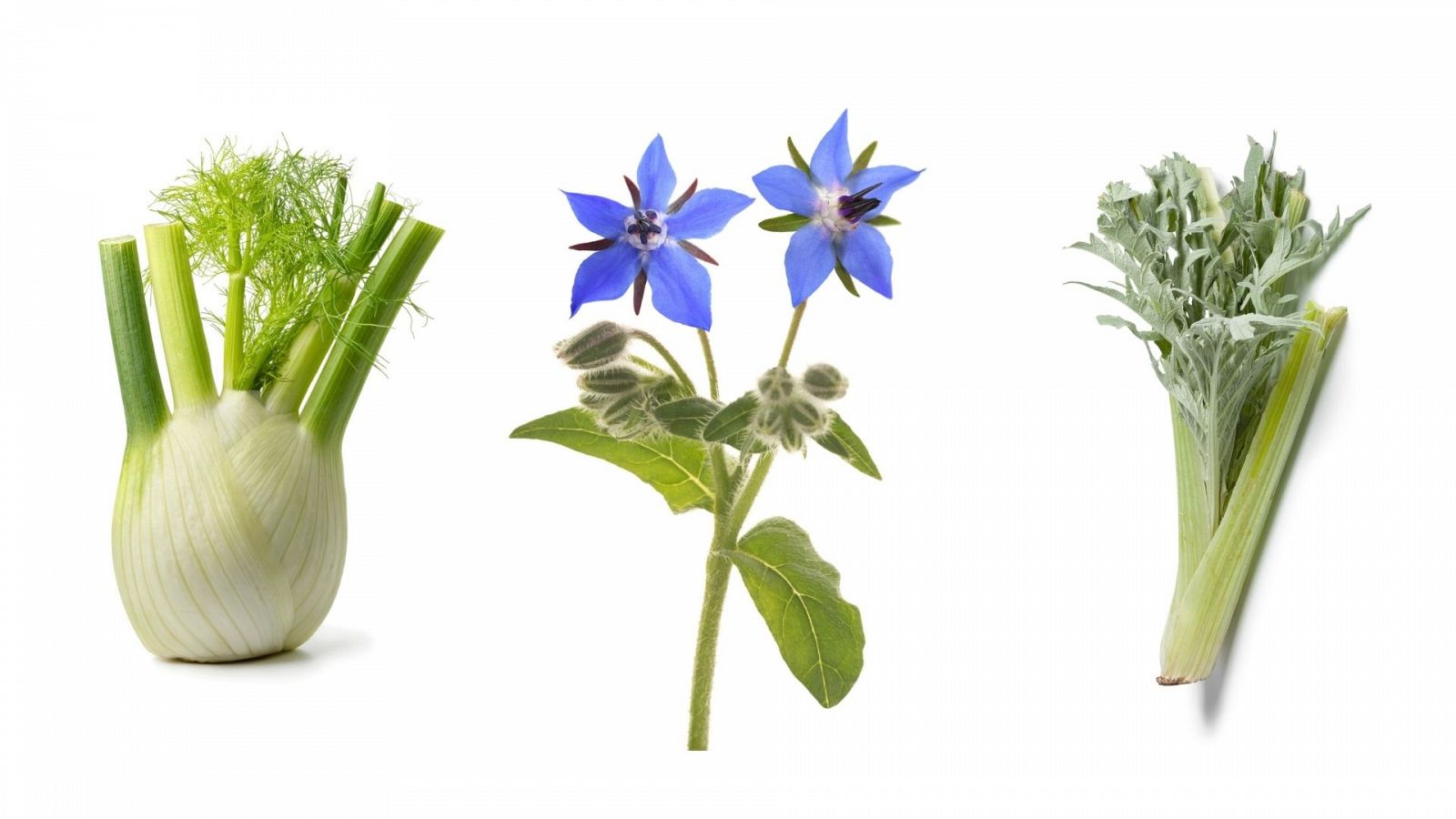 Plantas para depurar nuestro organismo: borrajas, hinojo y cardo