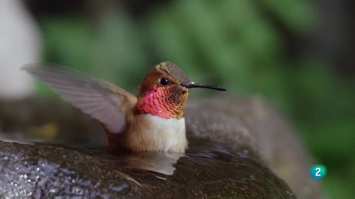 Un any de natura al Canadà - Primavera