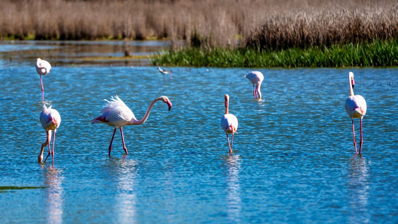 Fuente de Piedra: el lugar ideal para el apareamiento de los flamencos