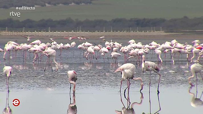 España Directo - España Directo - 19/04/21