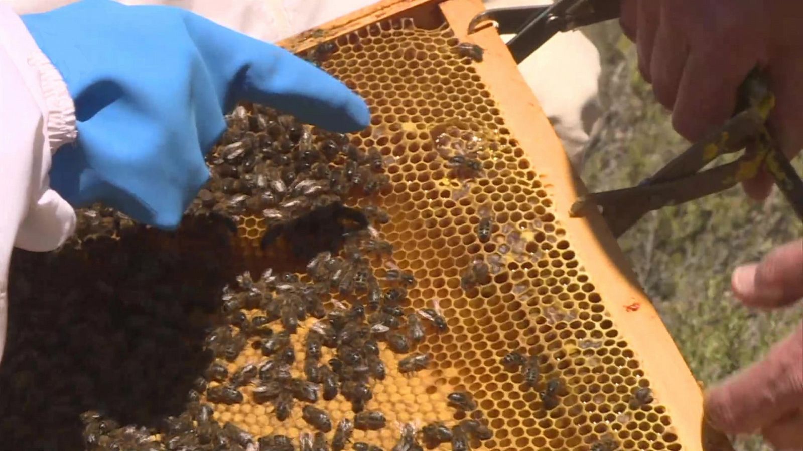 Comando actualidad - Los otros azúcares - ver ahora