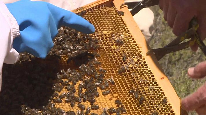 Comando Actualidad - Los otros azúcares