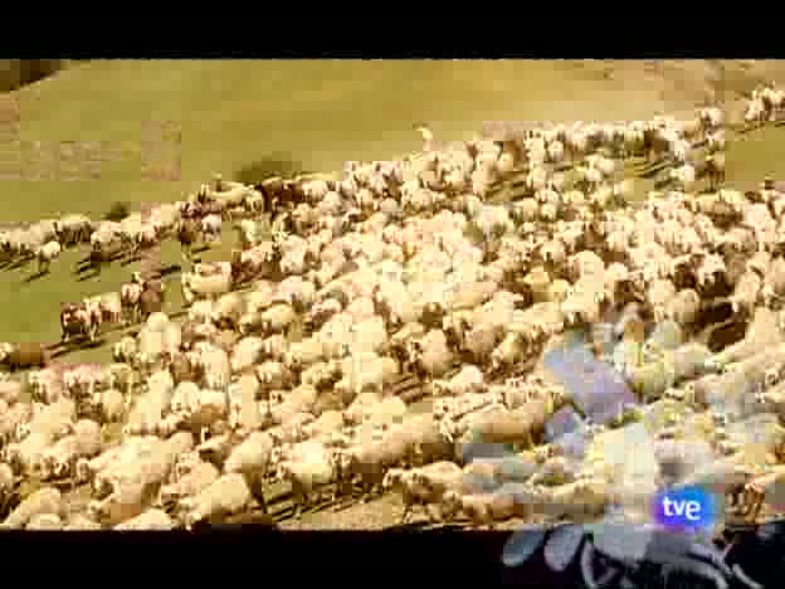 Sacalalengua - Animales y hombres - Saca la lengua | Ver