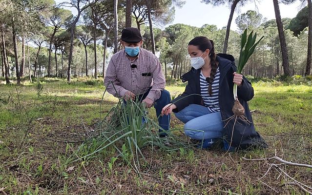 Aquí la Tierra - Botiquín de plantas medicinales
