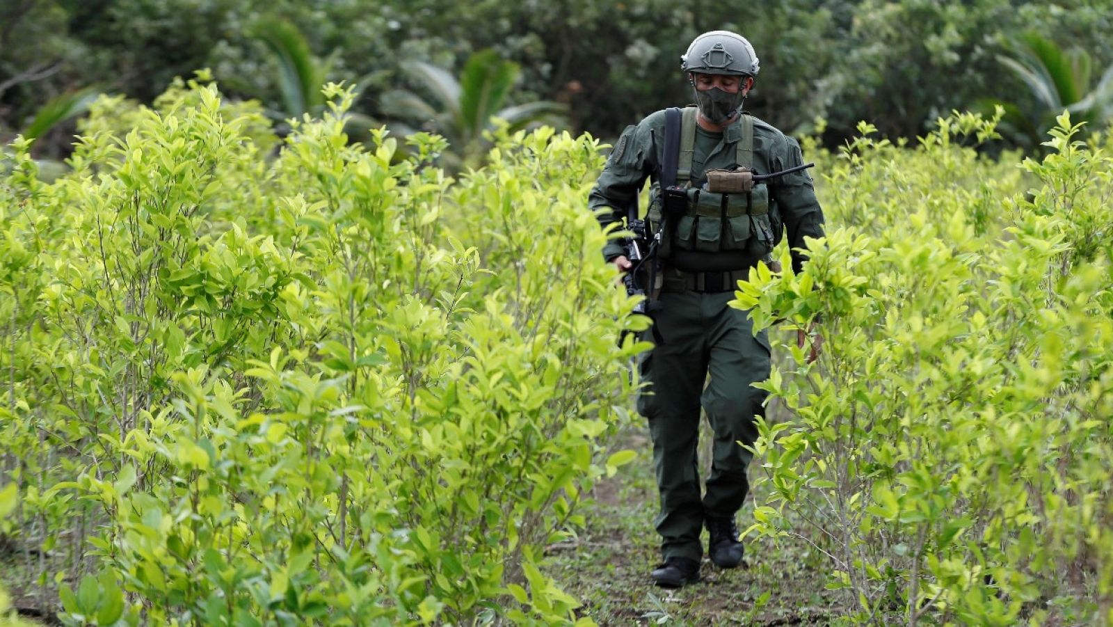 Colombia volverá a fumigar con avionetas las plantaciones de coca