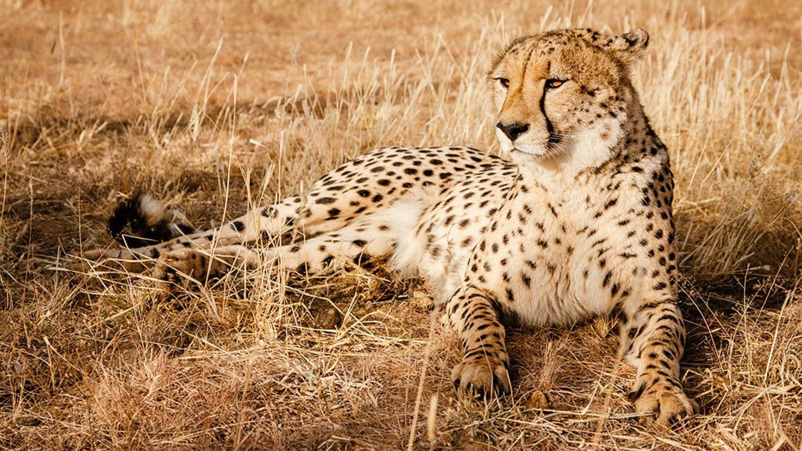 Somos documentales - Guepardo acorralado - ver ahora