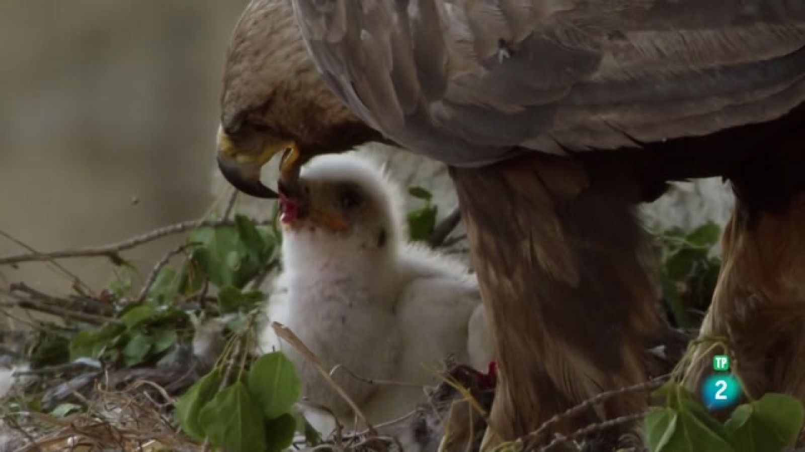 Grans Documentals - Un any de natura al Canadà - Estiu