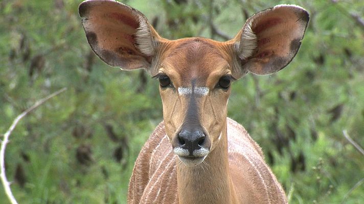 Somos Documentales - Los sentidos en la sabana