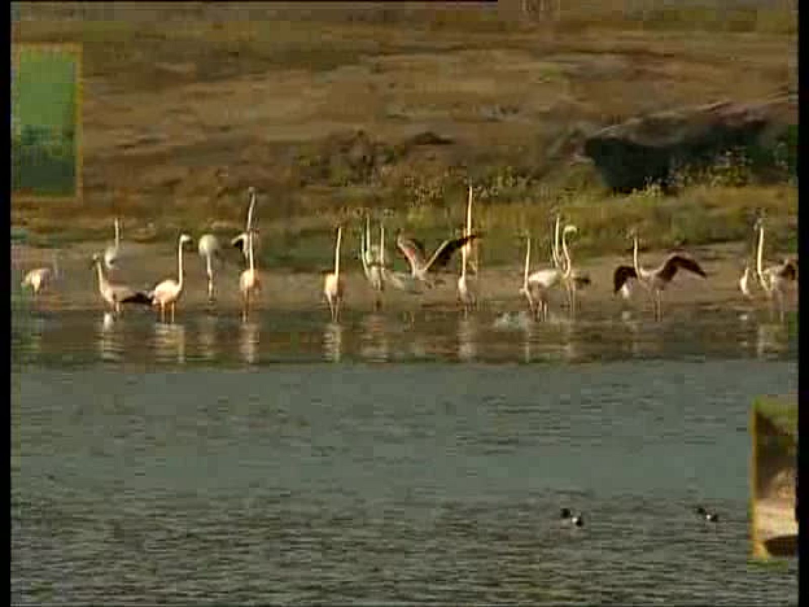 Guardianes de hábitat - Emperadores del aire - Guardianes de hábitat | Ver